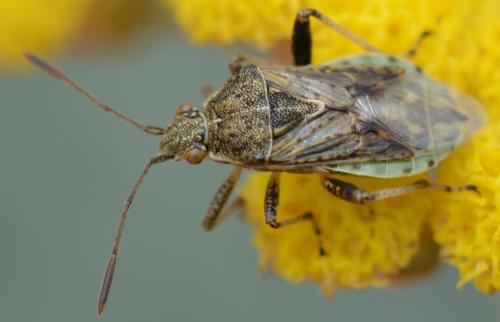 Réf. 329 642 : Stictopleurus punctatonervosus